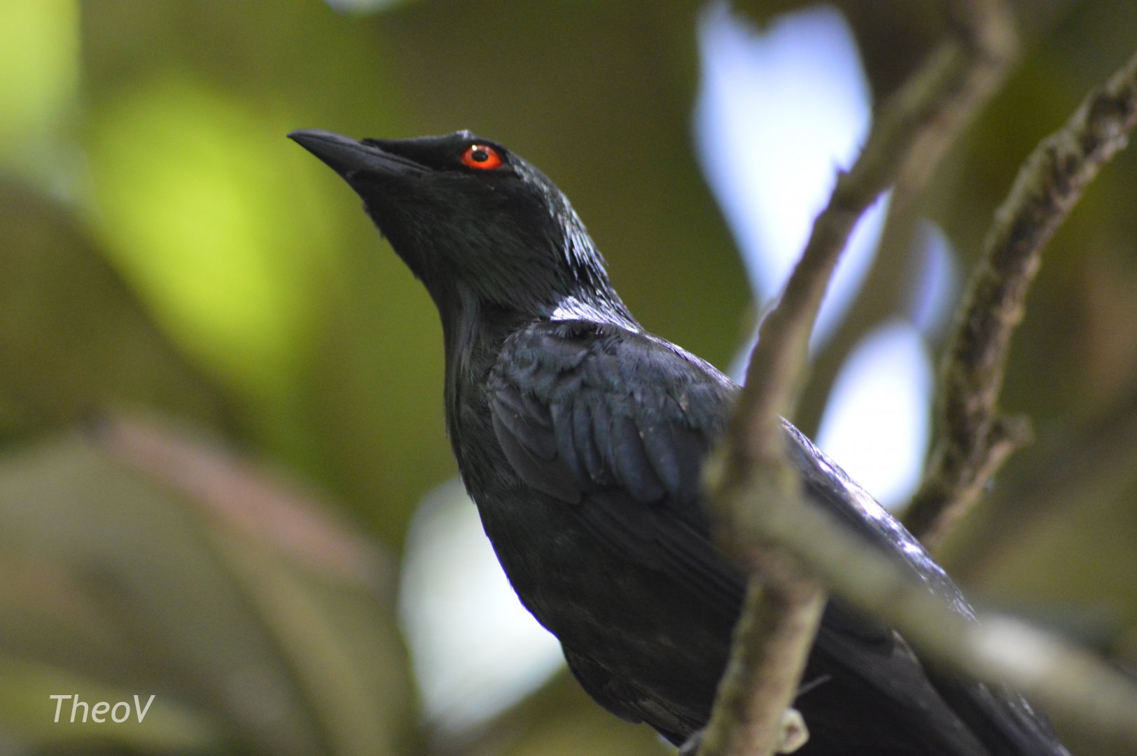 Metallic Starling [2017]