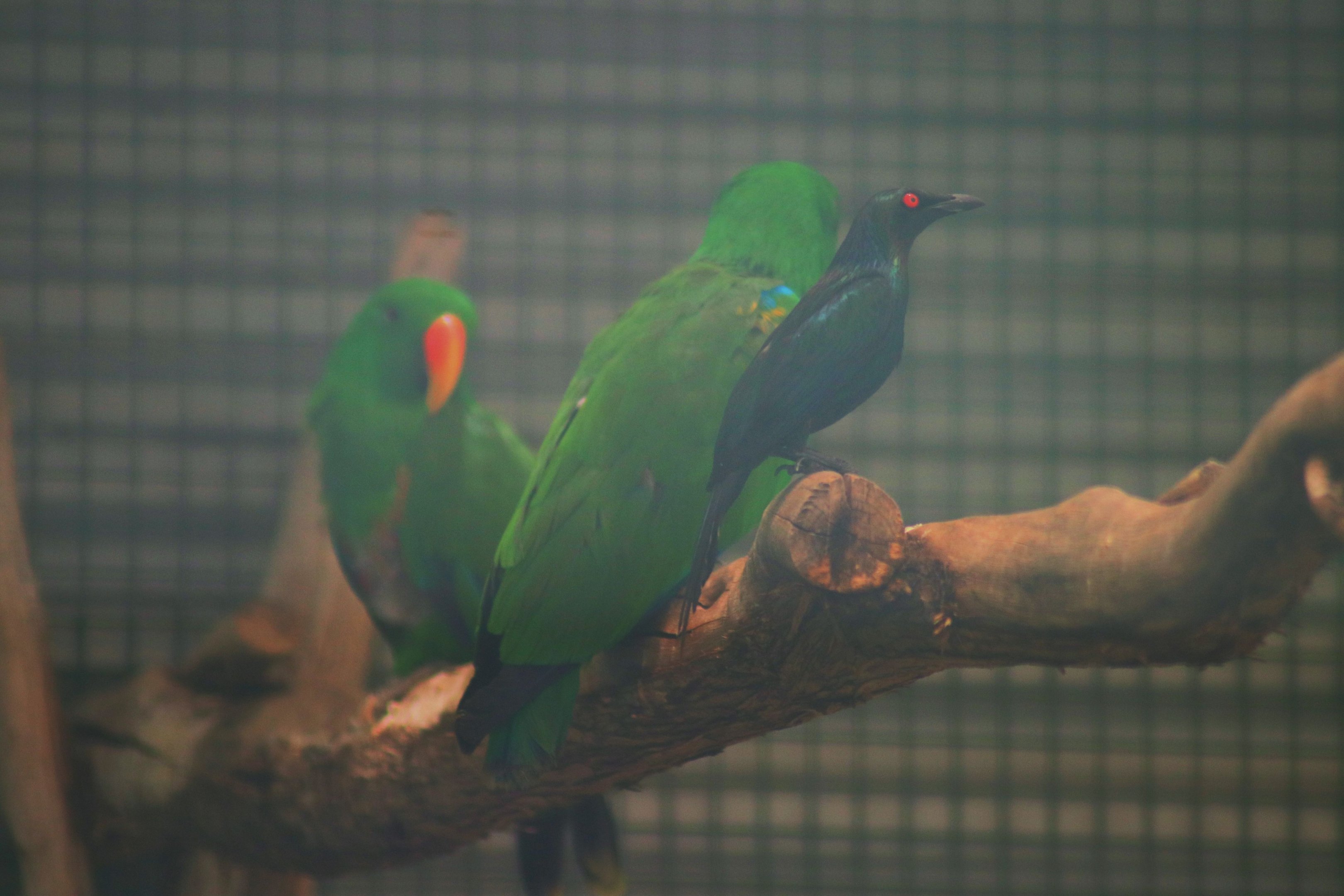 Metallic starling (Aplonis metallica) and  Eclectus Parrots (Eclectus roratus)