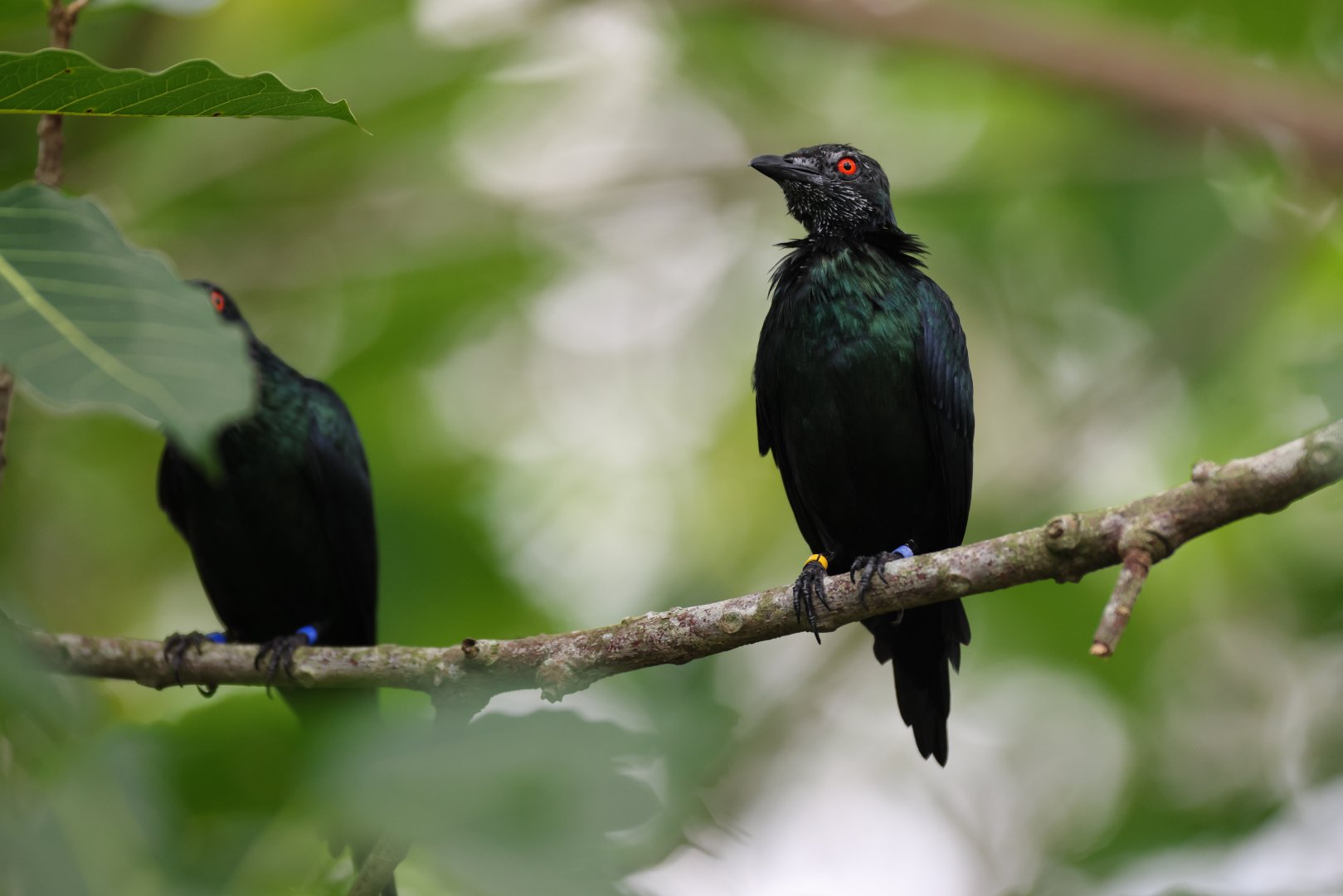 Metallic Starling (Aplonis metallica) - Mysterious Papua