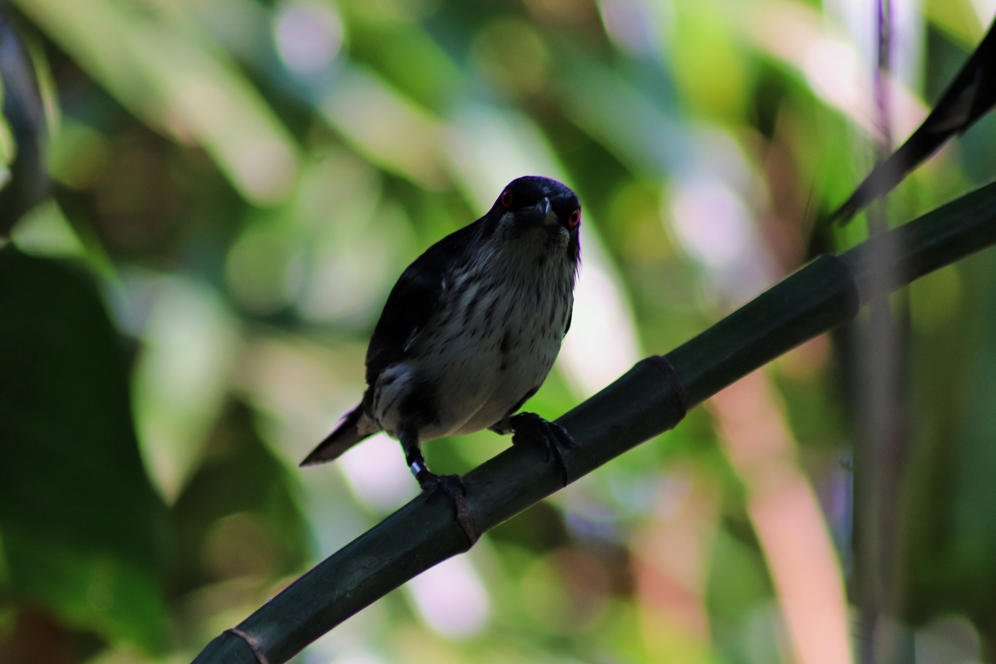 Metallic Starling (Aplonis metallica)