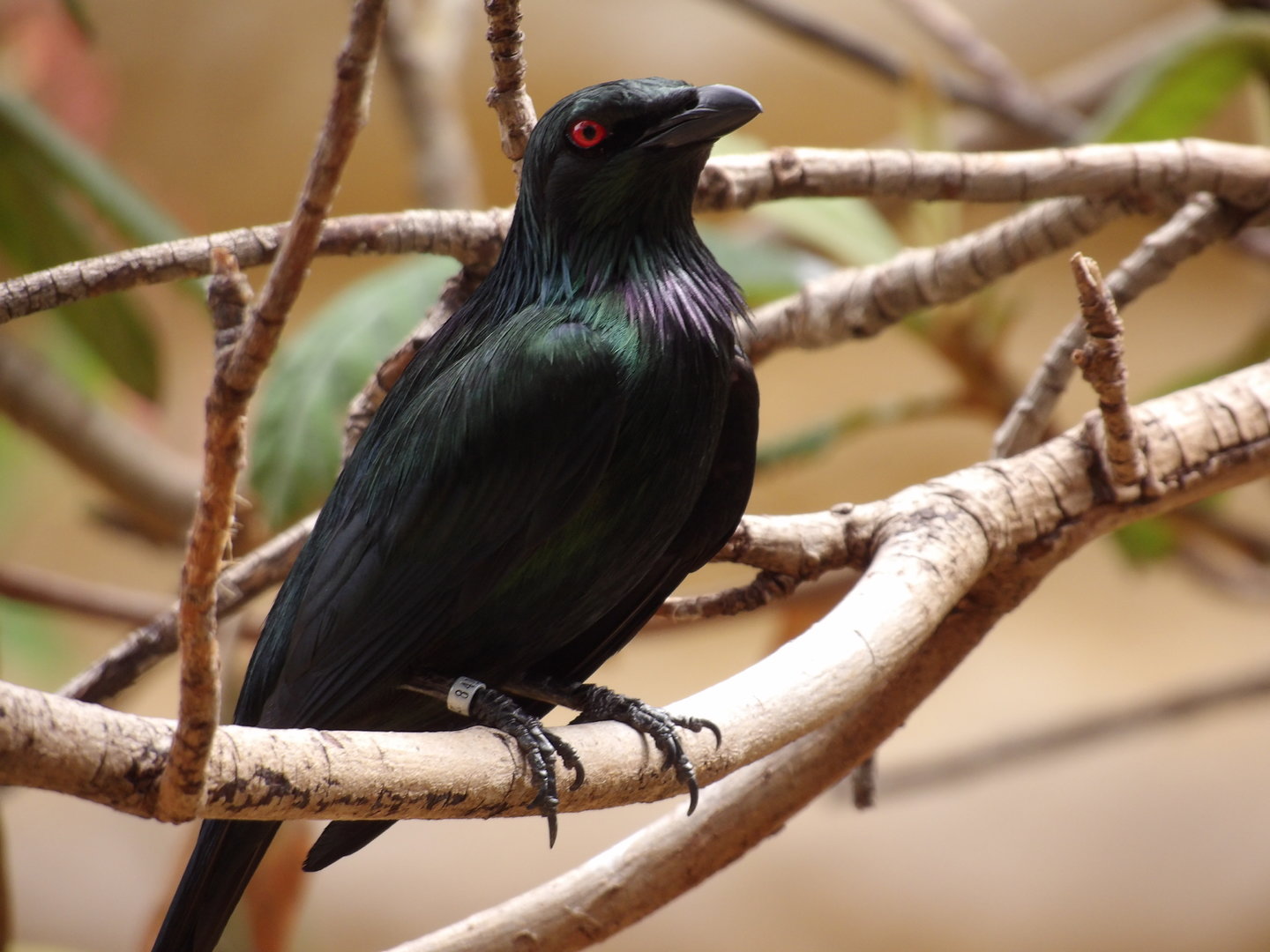 Metallic Starling(Aplonis metallica)