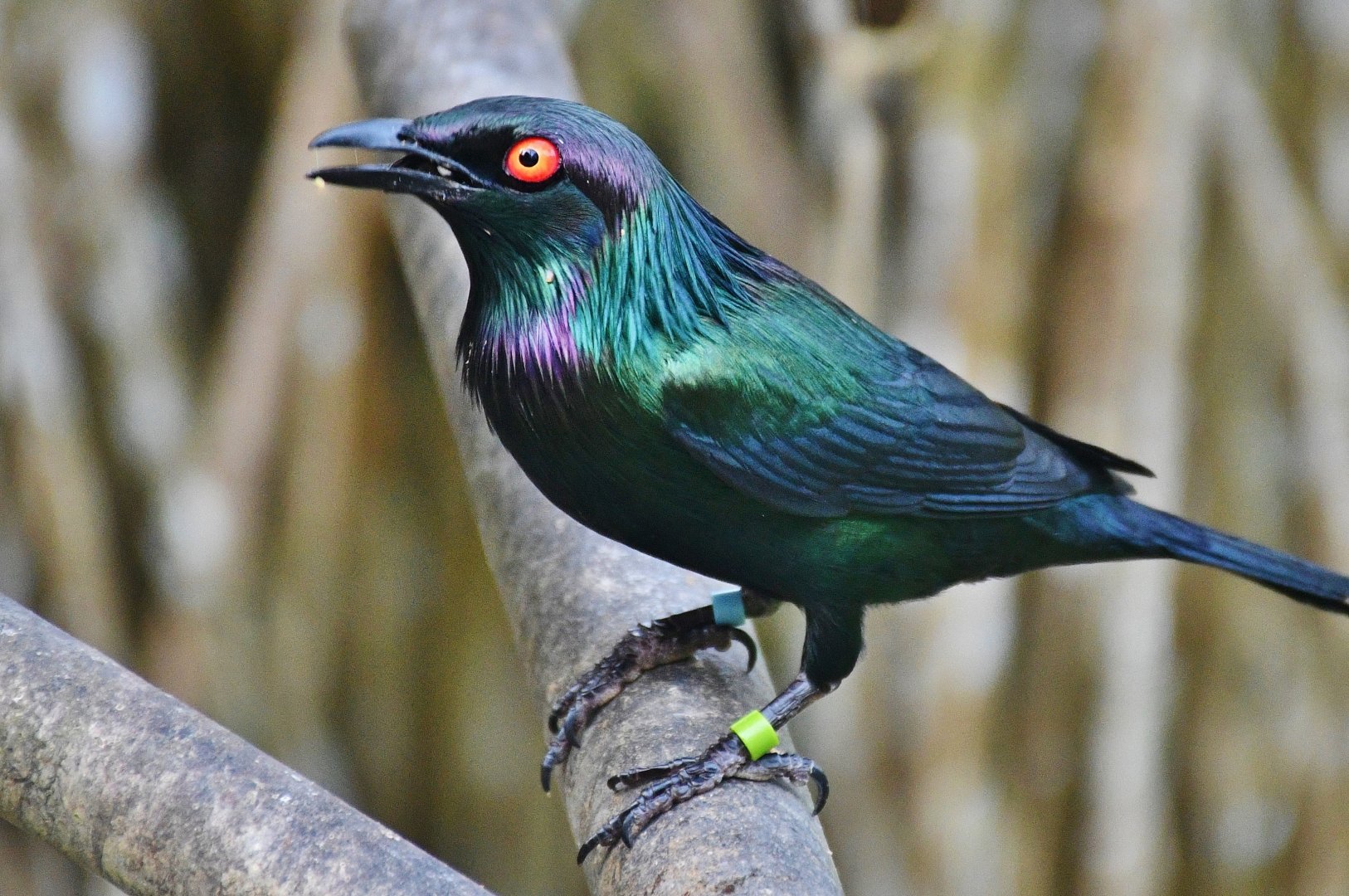 Metallic Starling (Aplonis metallica)
