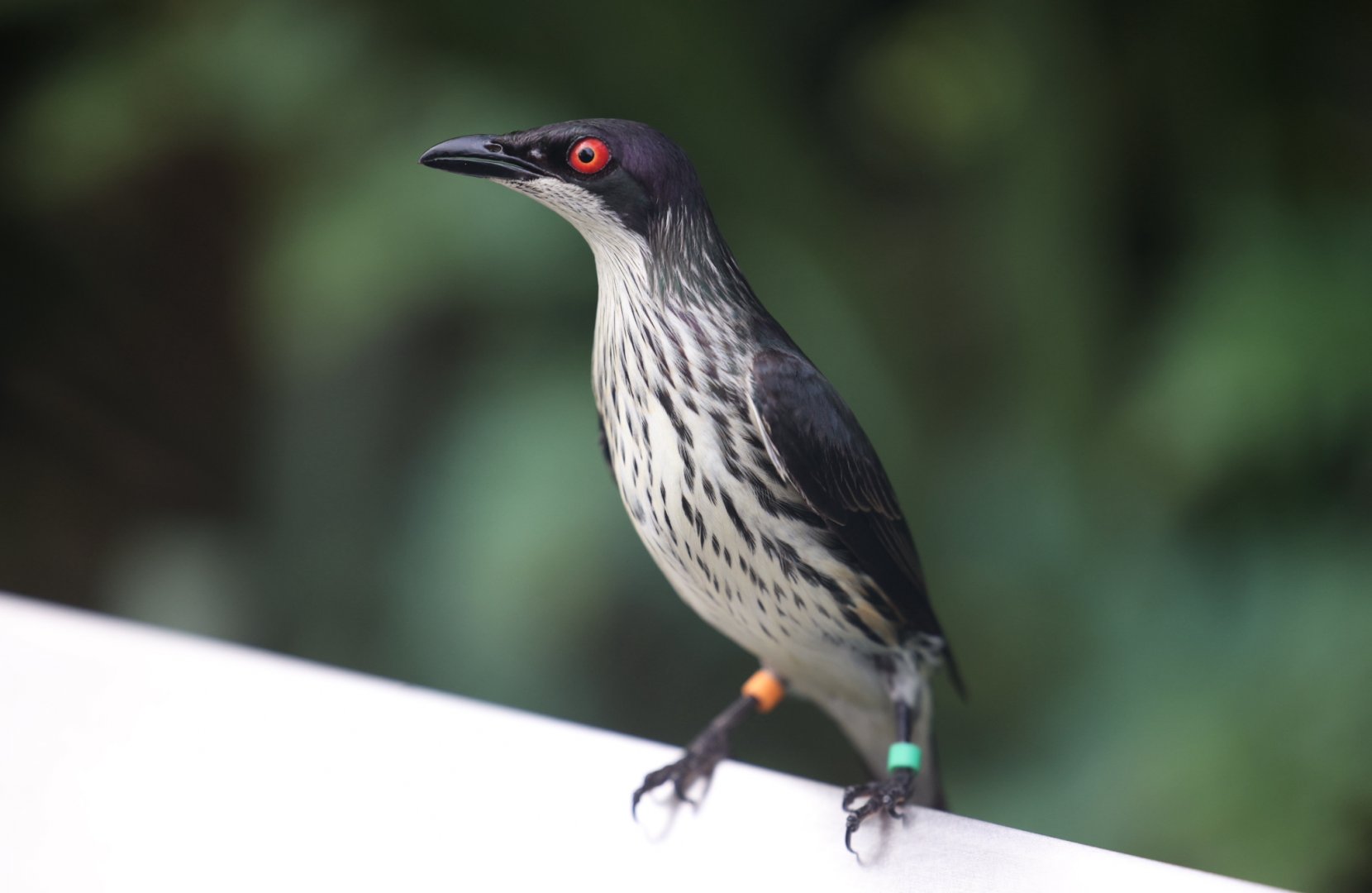 Metallic Starling (Aplonis metallica)