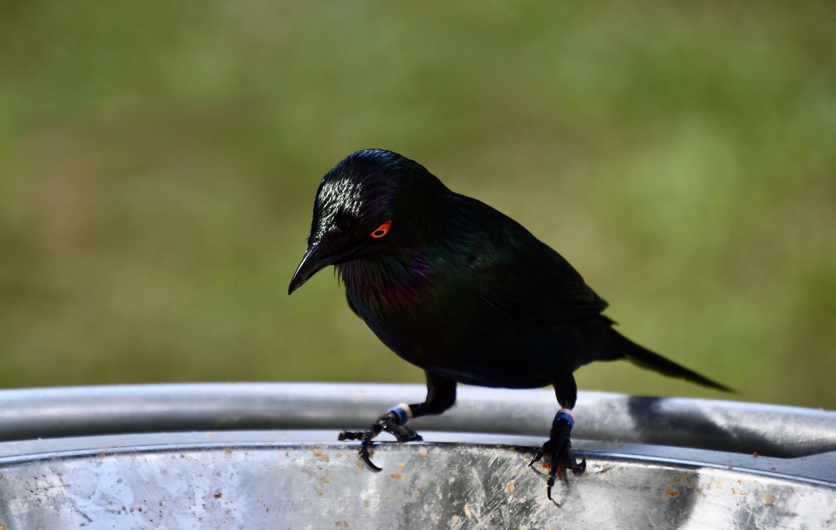 Metallic Starling (Aplonis metallica)