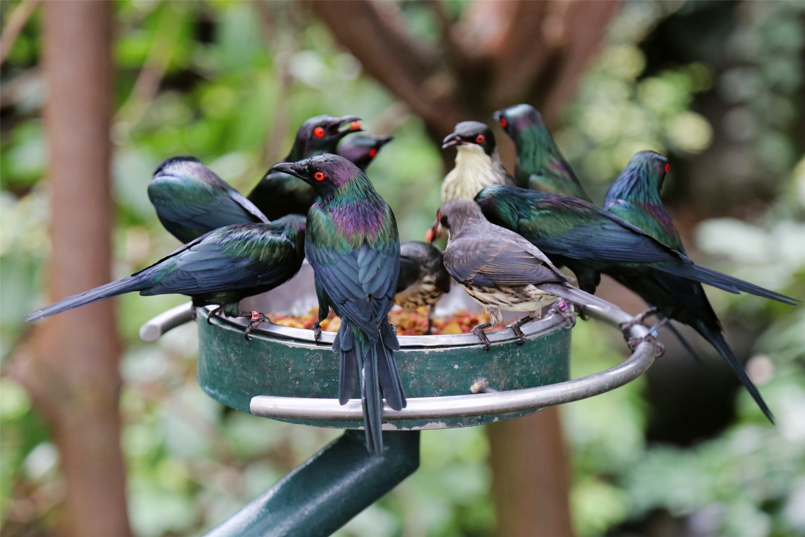 Metallic Starling (Aplonis metallica)