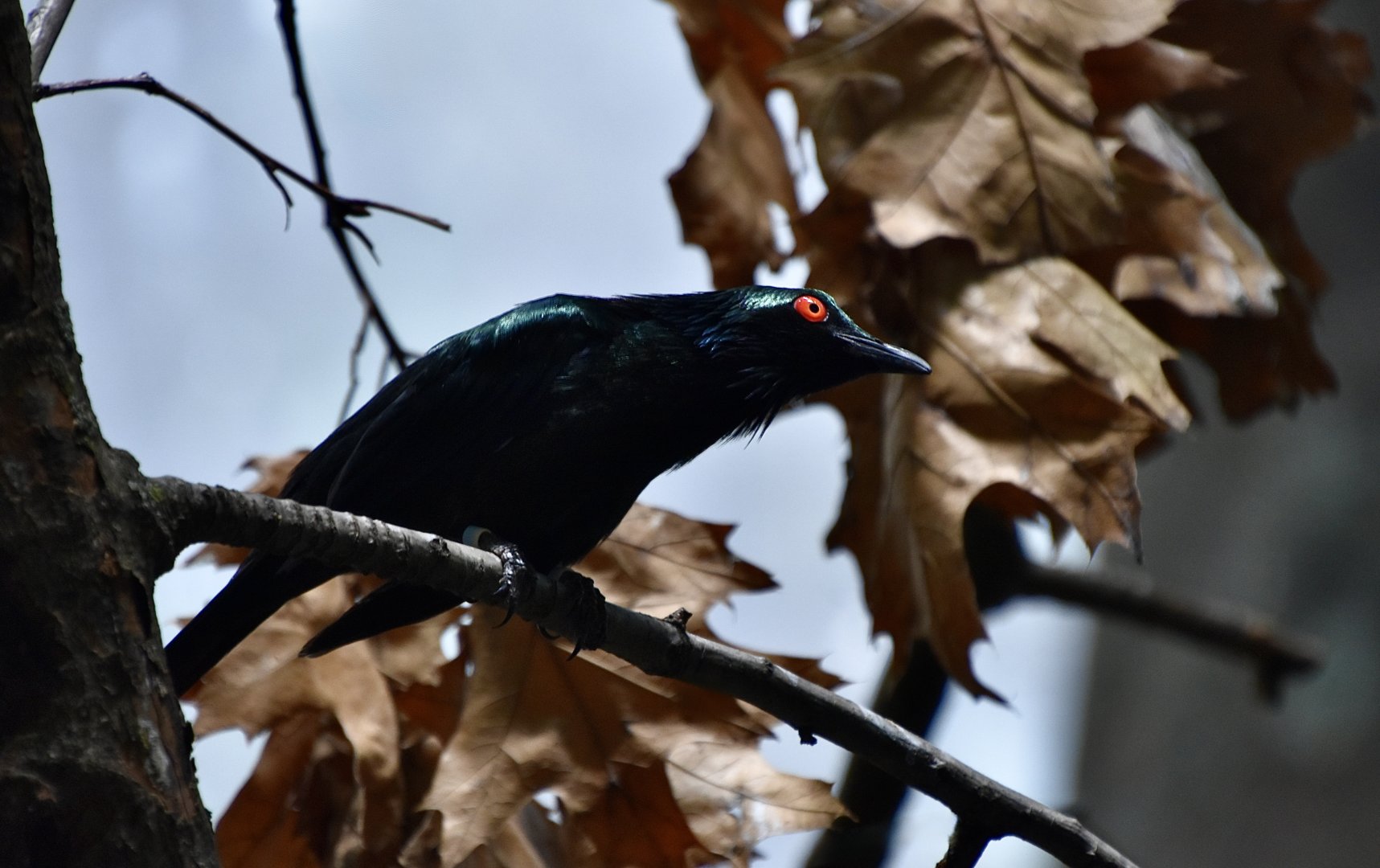 Metallic Starling (Aplonis metallica)