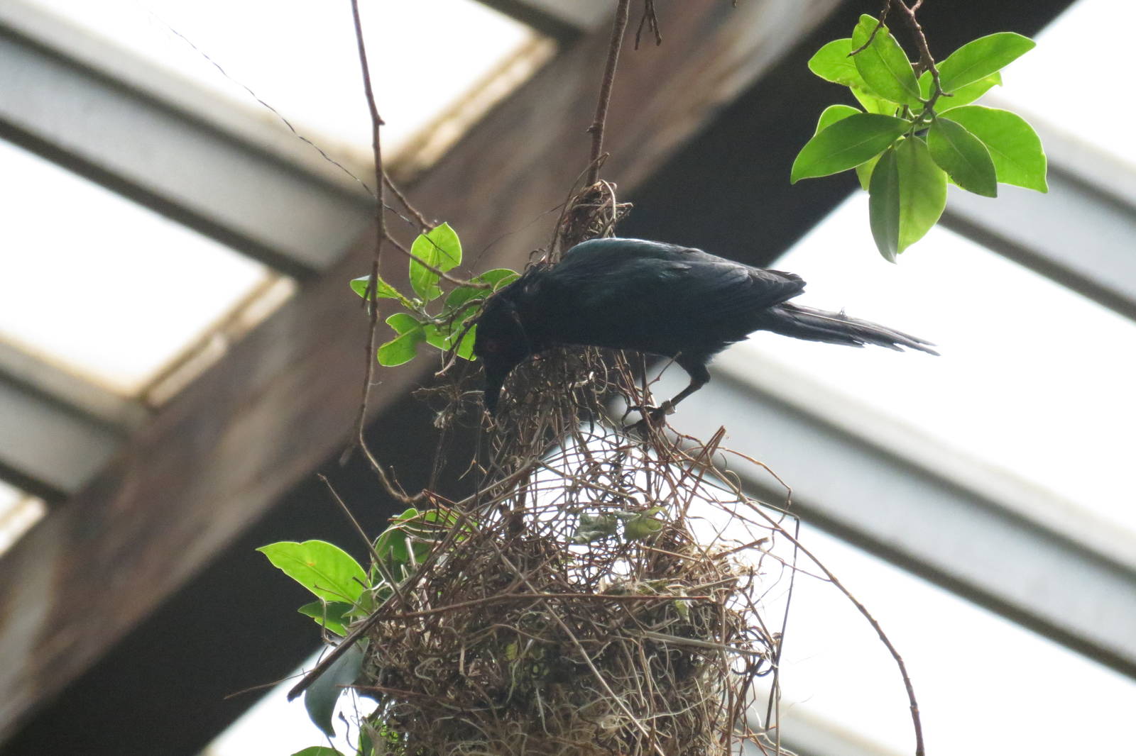 Metallic Starling building a nest