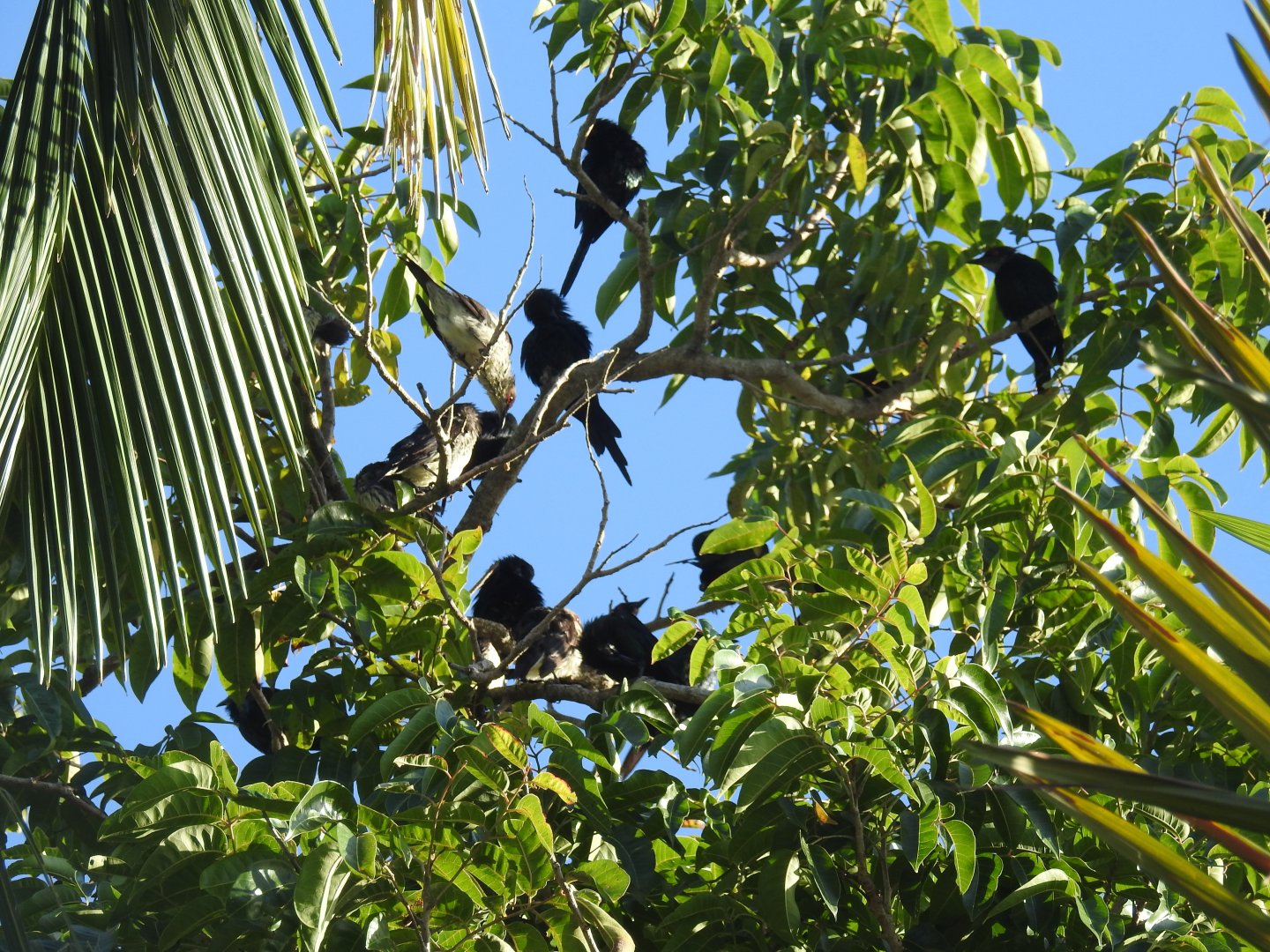 Metallic Starling - Cairns
