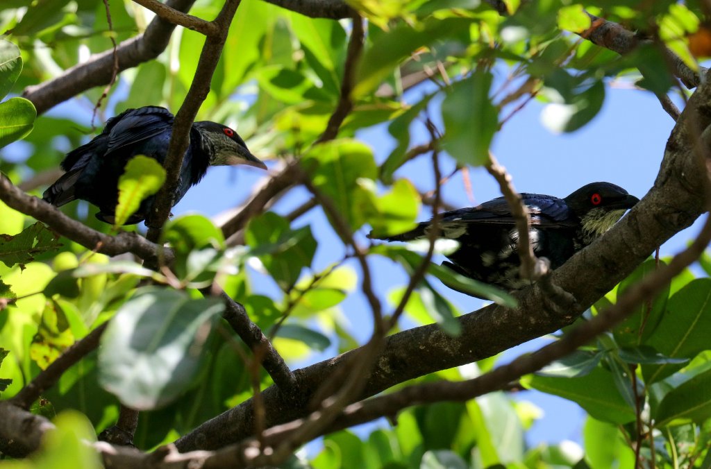 Metallic Starling immatures