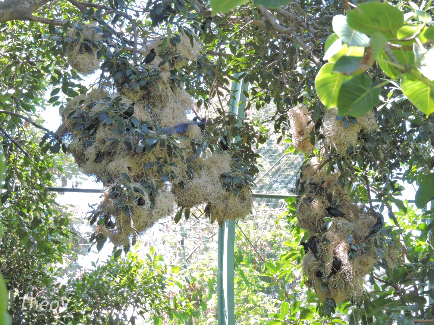 Metallic starling nests - Owens Aviary [2015]
