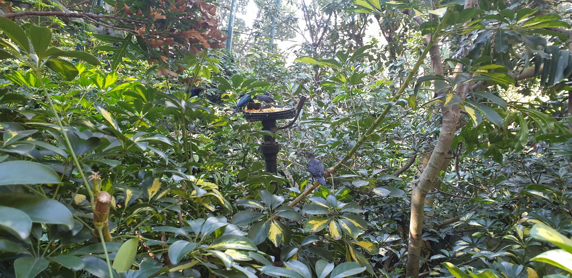 Metallic starling, Owens Aviary, Lost Forest
