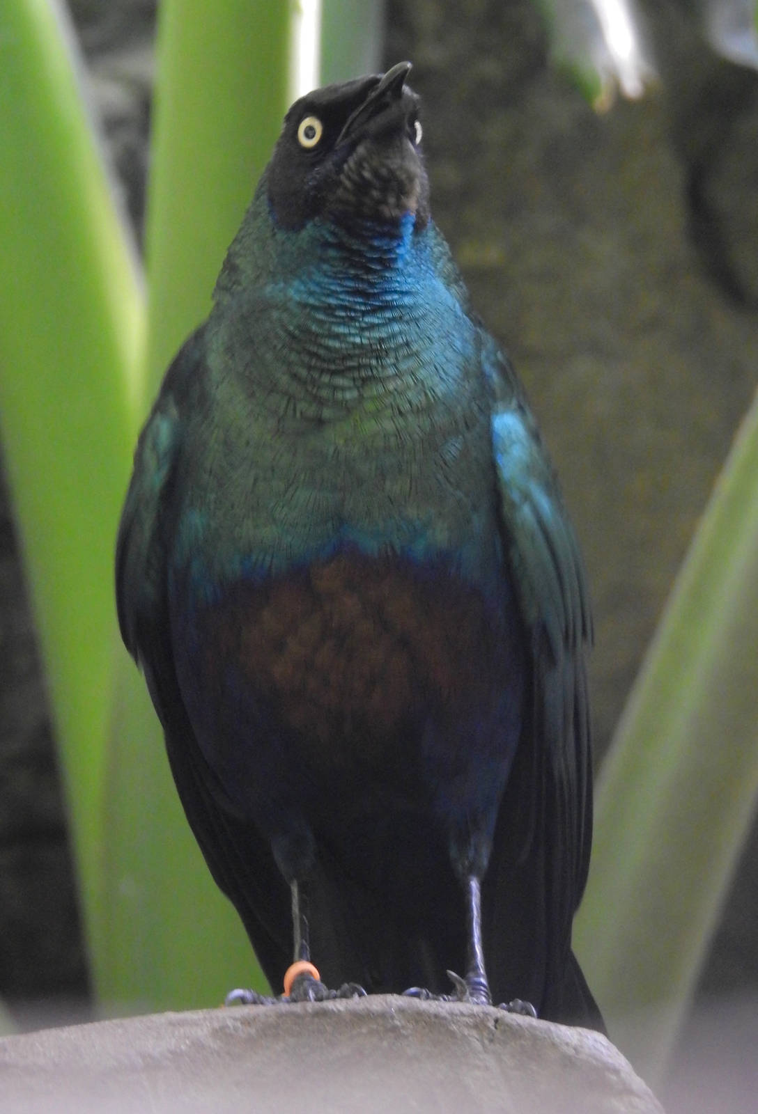 Metallic Starling