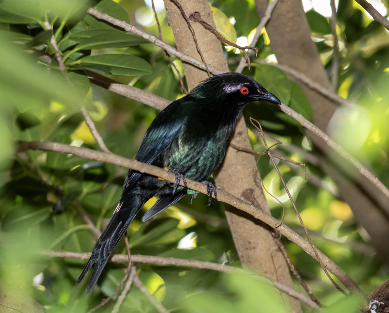 Metallic Starling