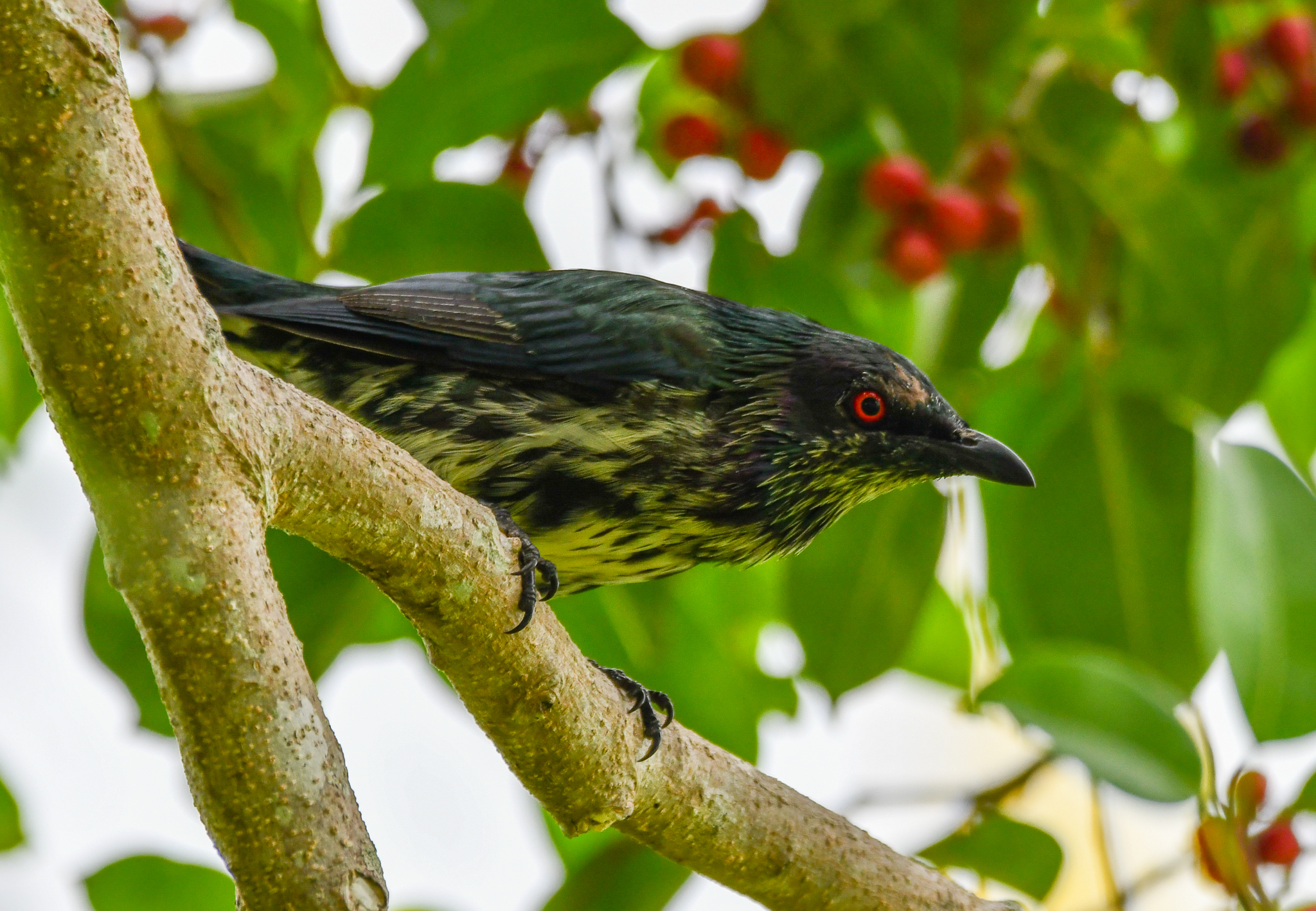 Metallic Starling