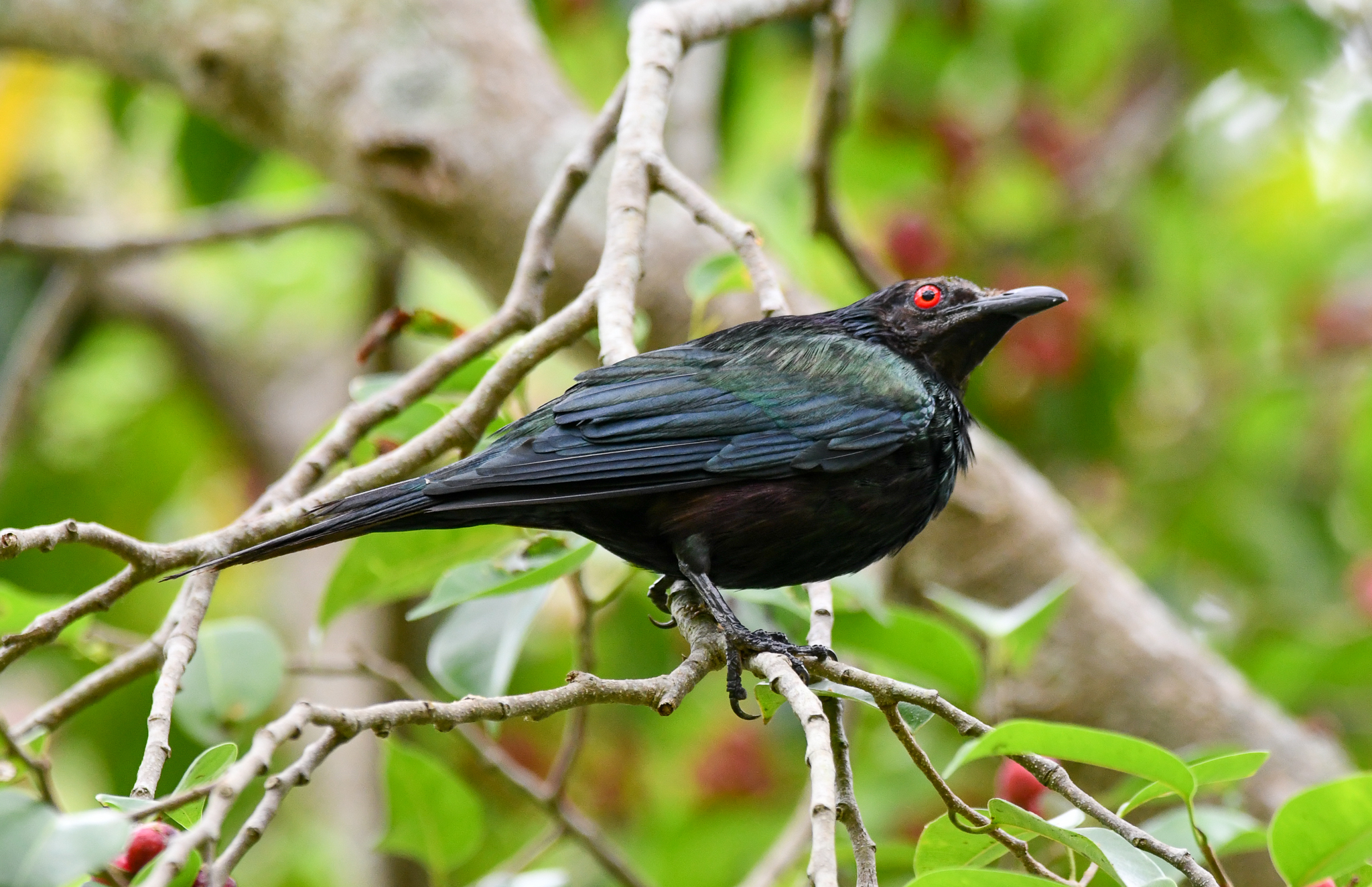 Metallic Starling