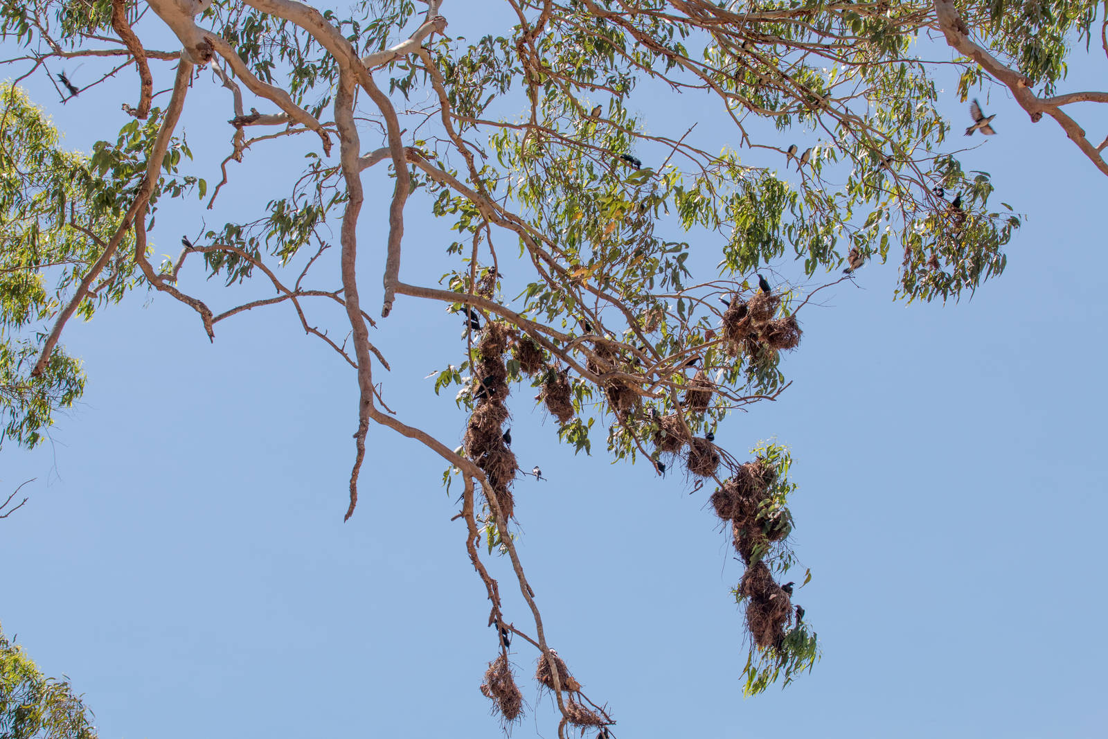 Metallic Starlings and nests