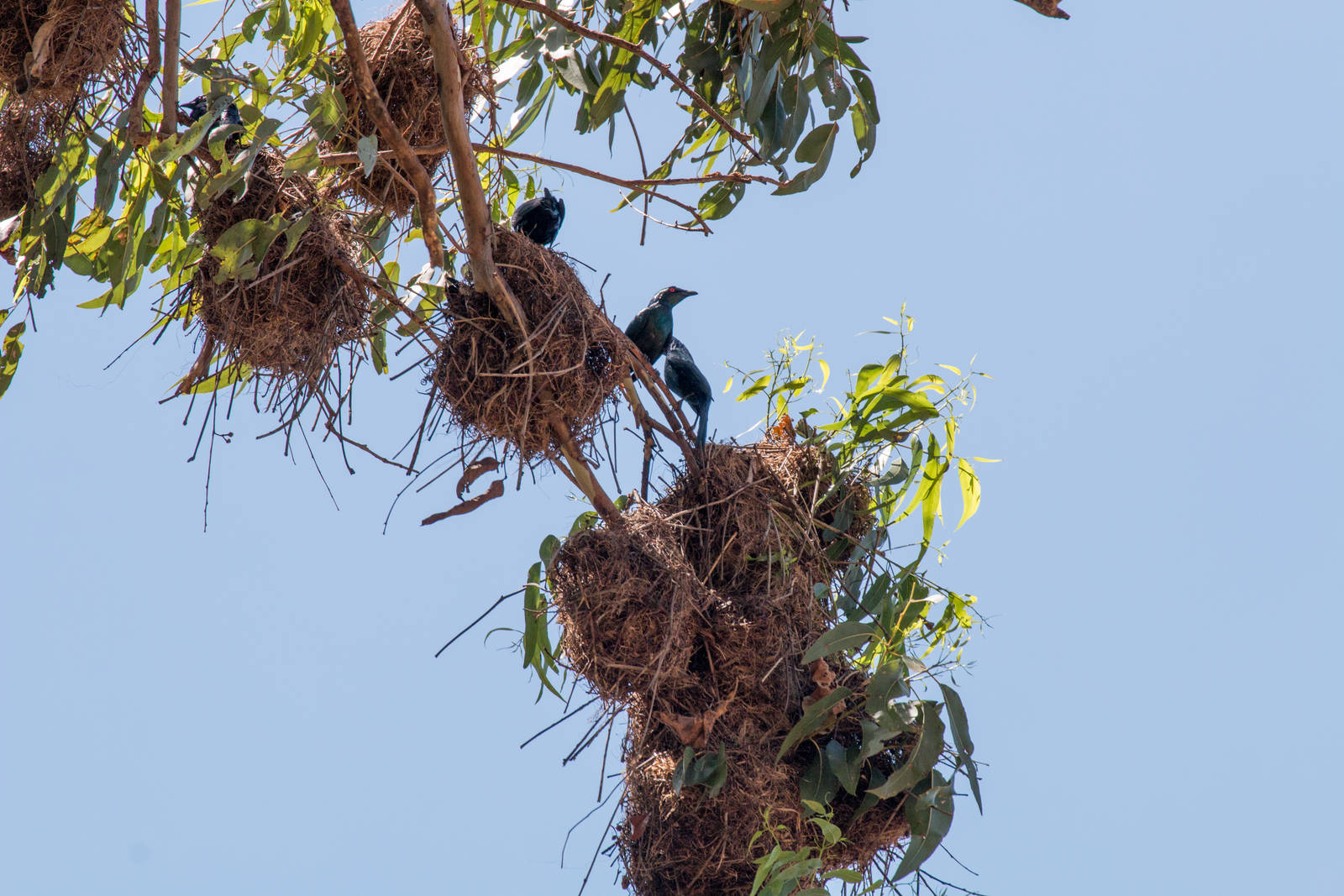 Metallic Starlings and nests