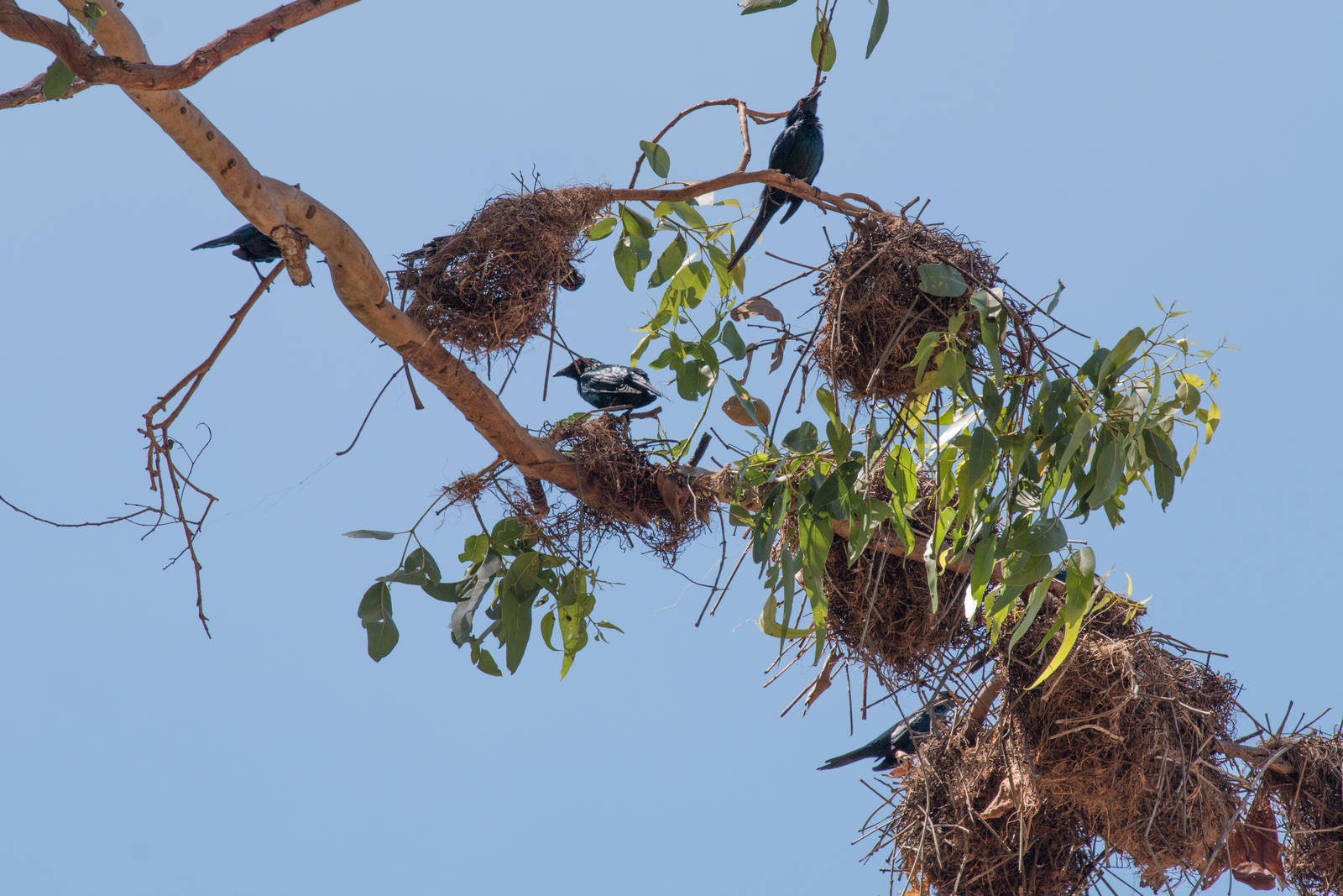 Metallic Starlings and nests