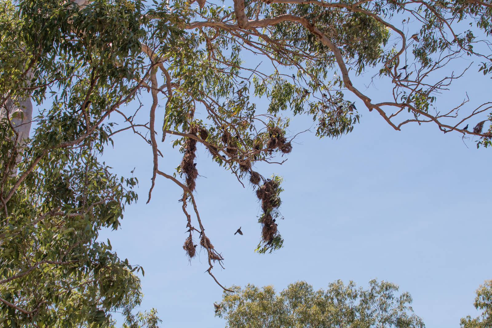 Metallic Starlings and nests