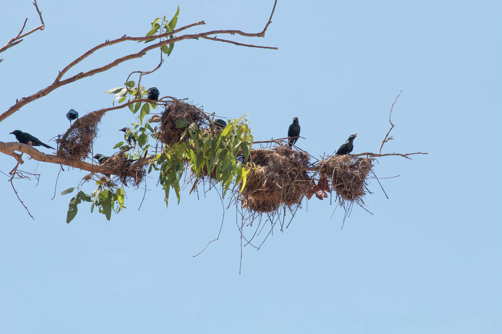 Metallic Starlings and nests