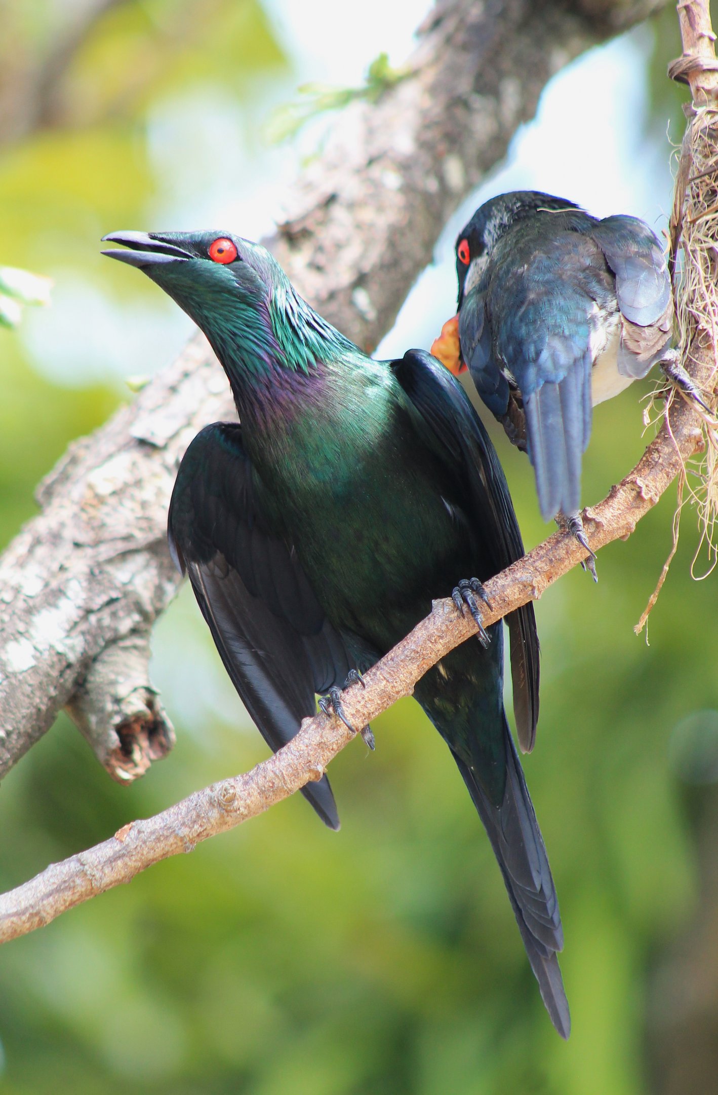 Metallic Starlings (Aplonis metallica)
