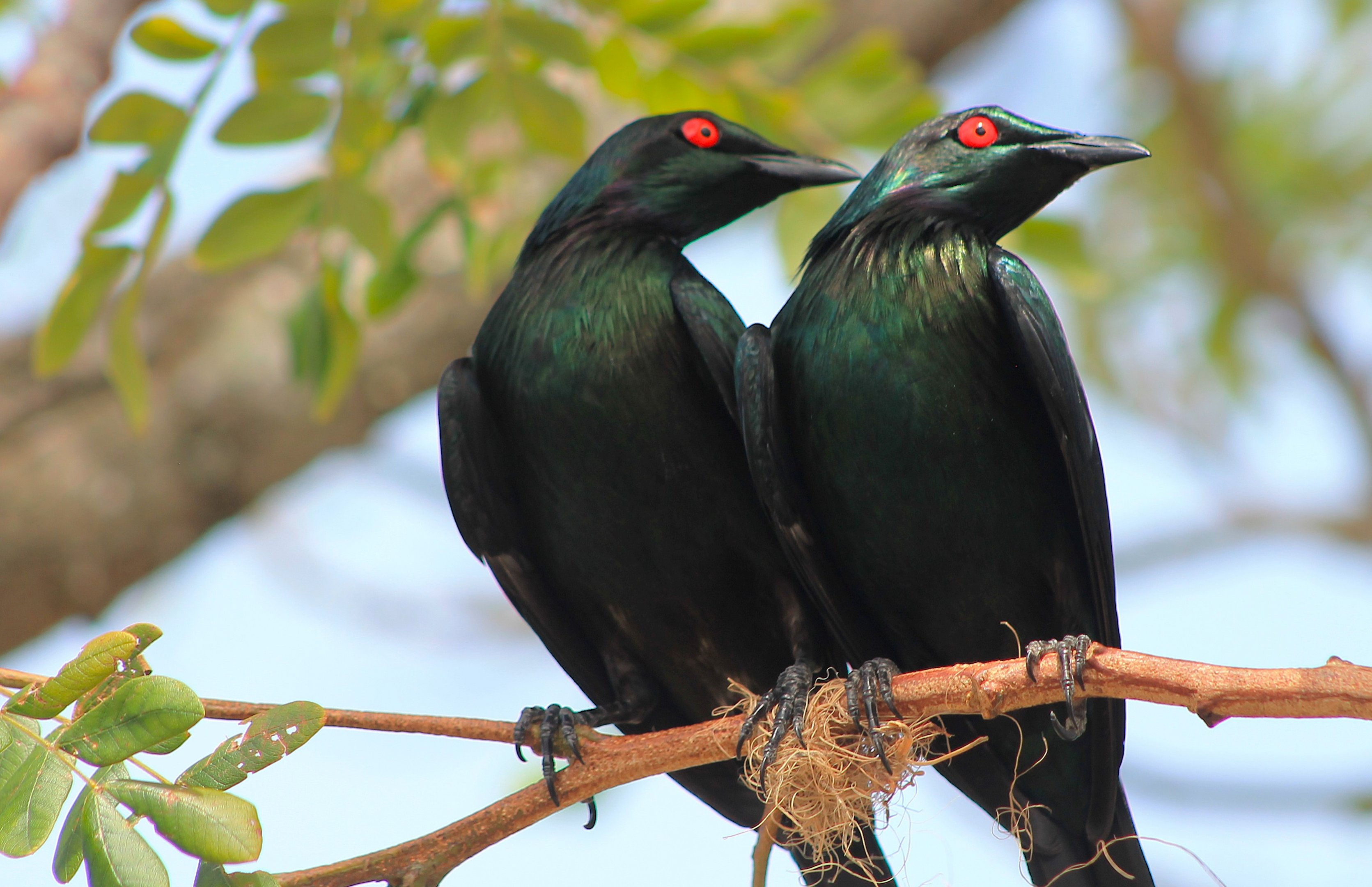Metallic Starlings (Aplonis metallica)
