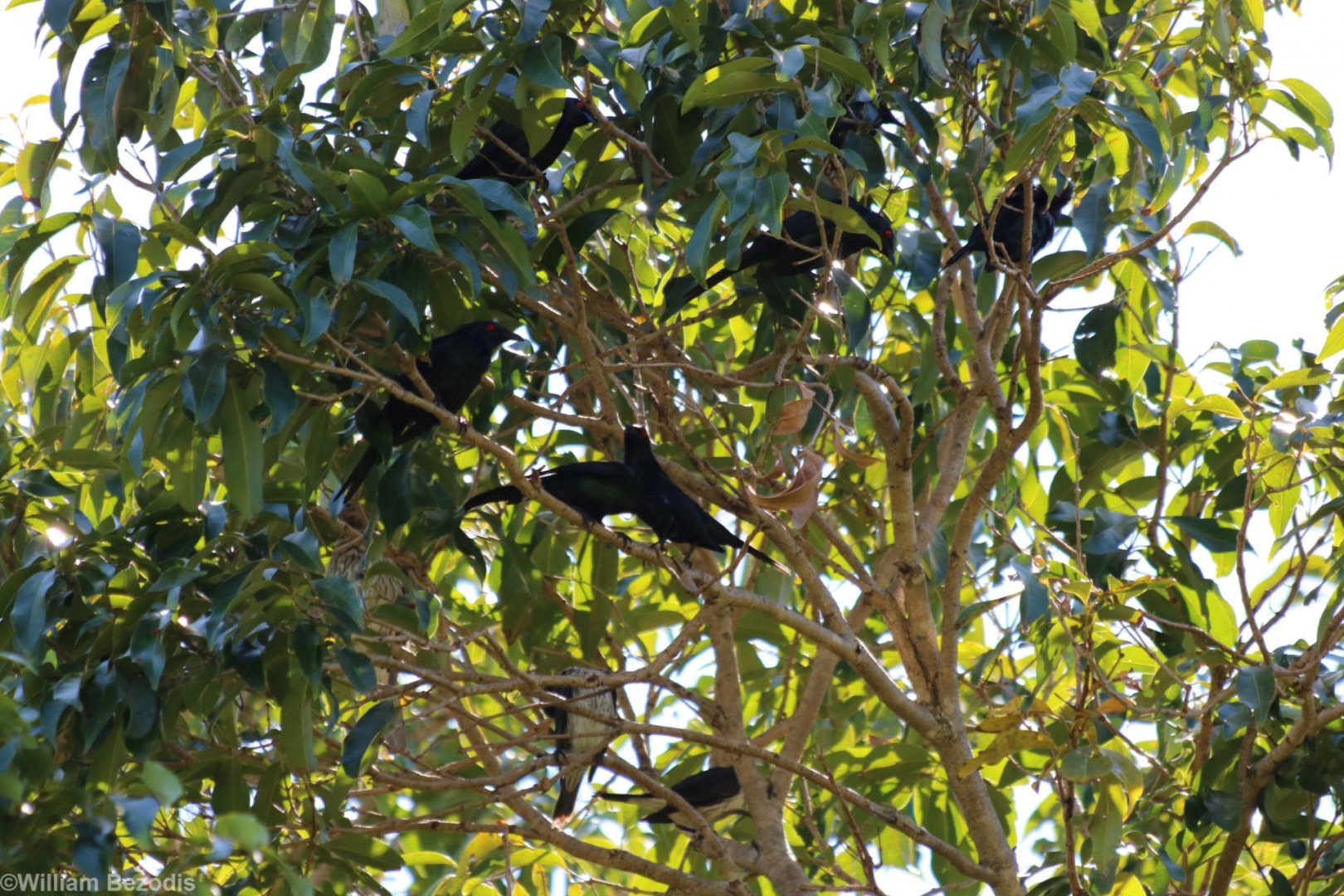 Metallic Starlings, Cairns