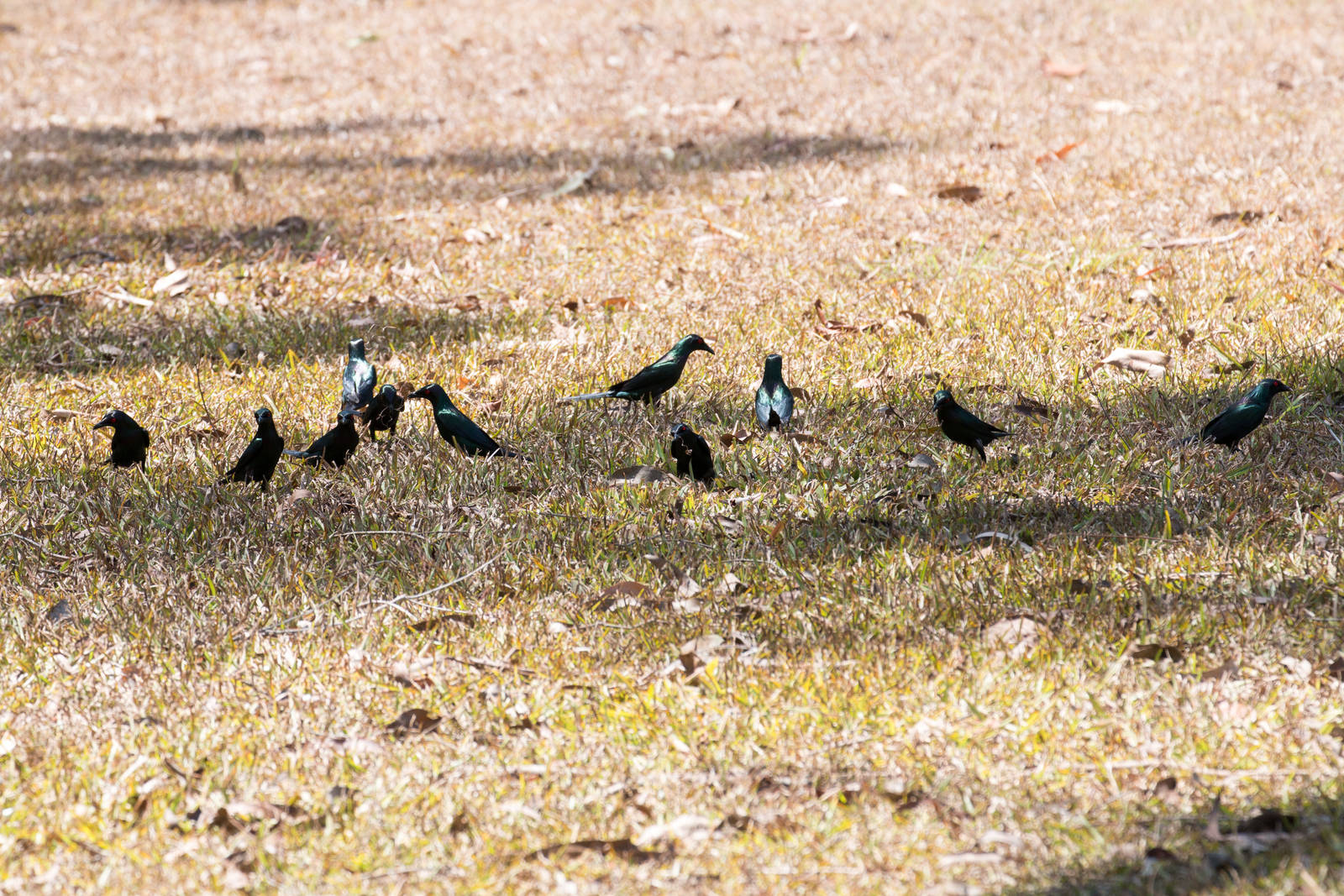 Metallic Starlings