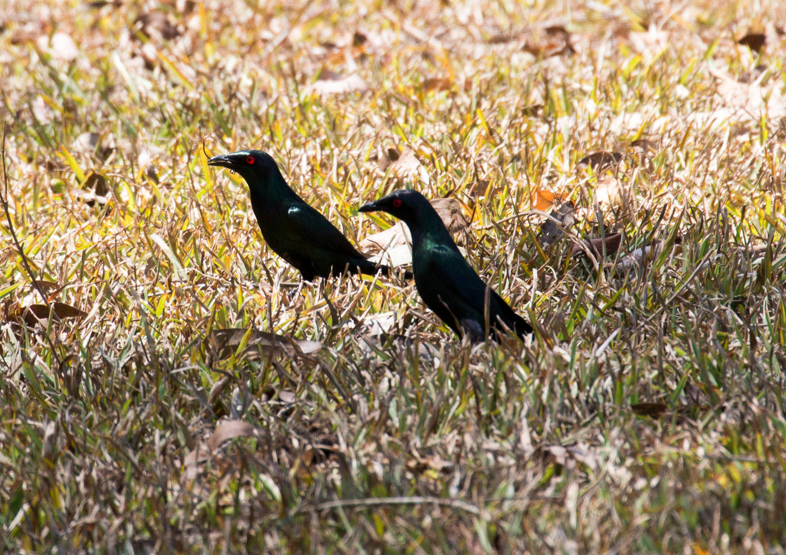 Metallic Starlings