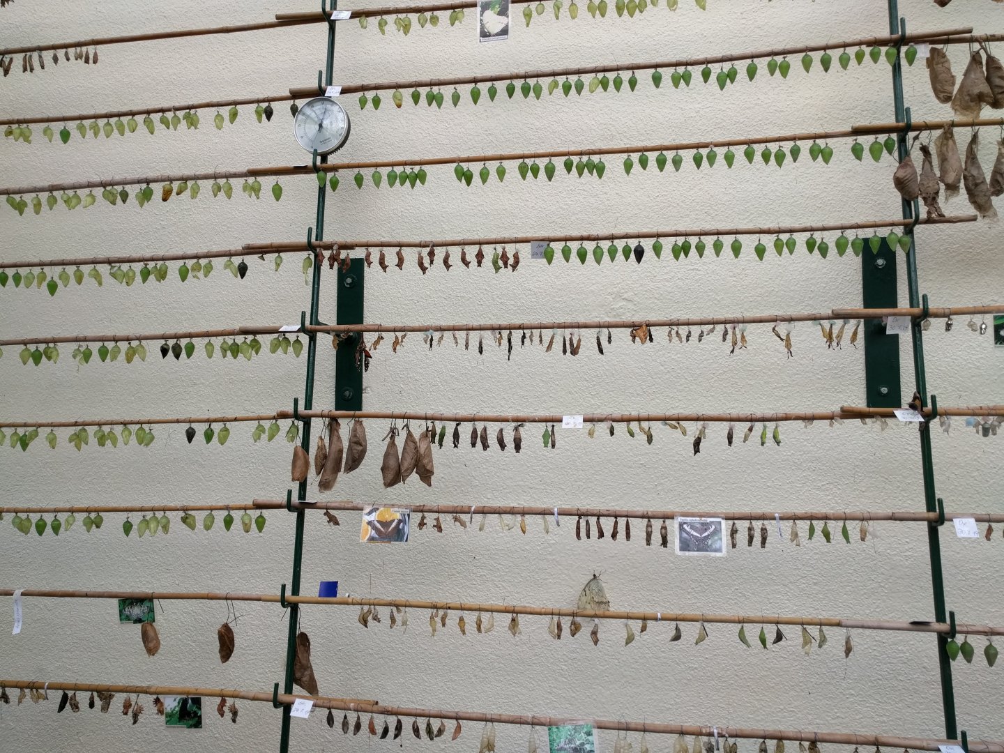 Metamorphosis Display