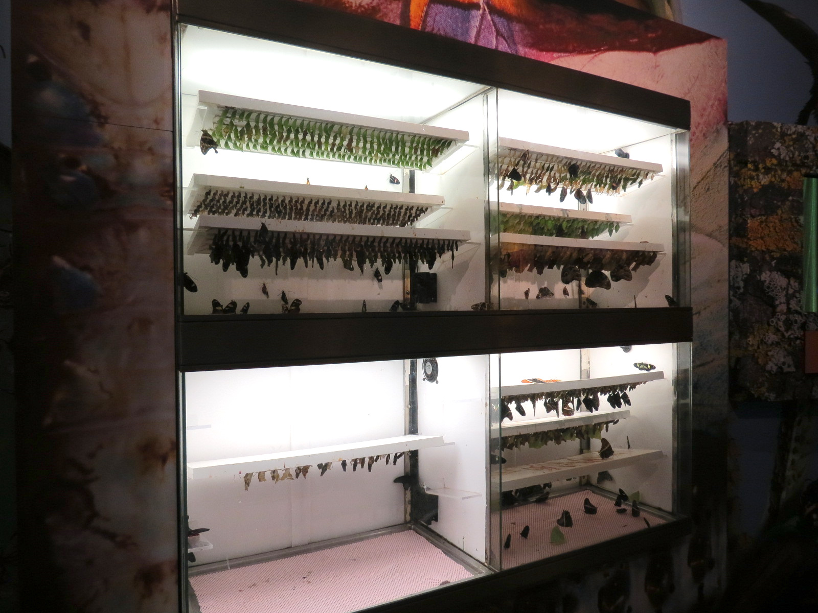Metamorphosis - Pupae Room