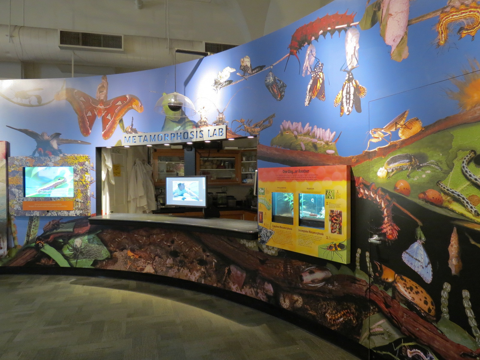 Metamorphosis - Wall Exhibits and Metamorphosis Lab