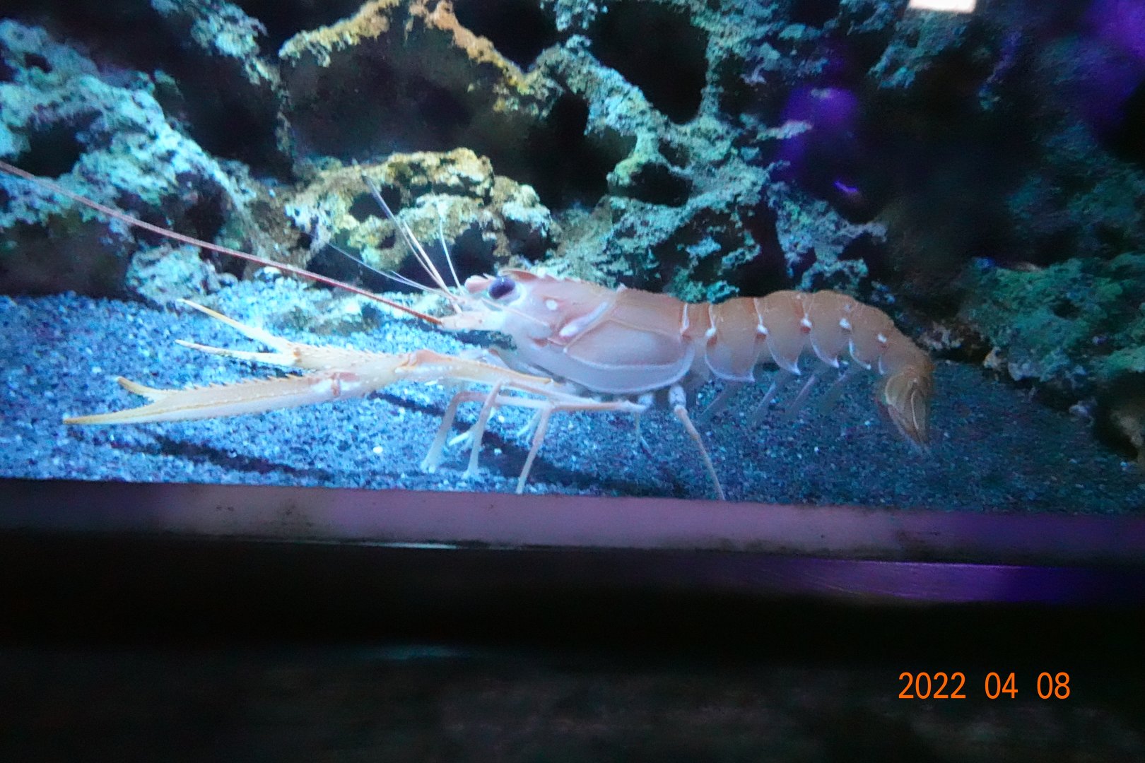 Metanephrops formosanus - Xpark