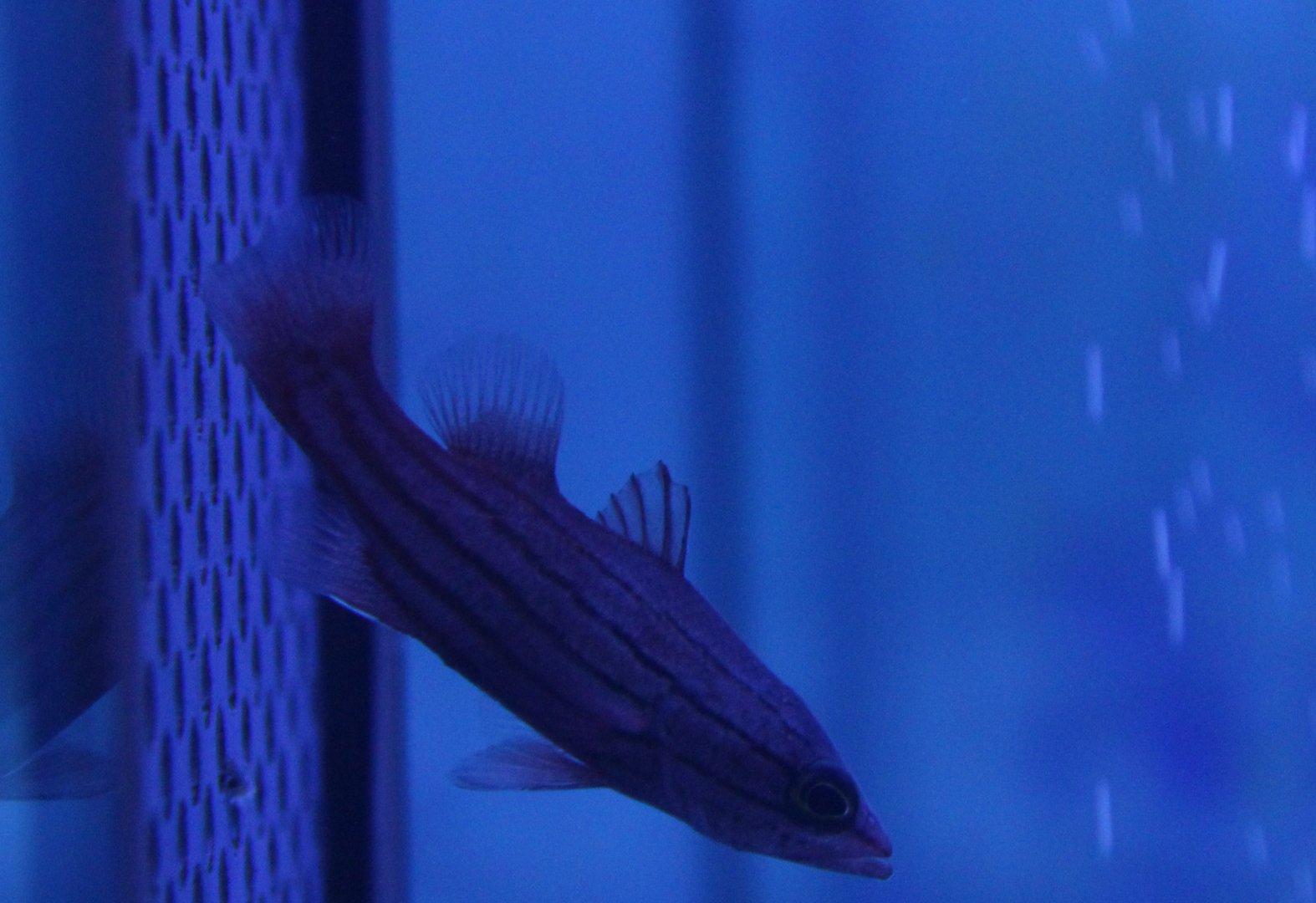 Meteor basslet - Liopropoma susumi