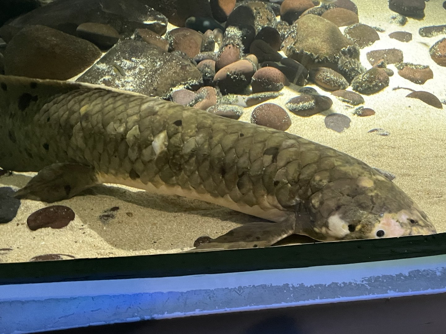 methuselah the australian lungfish