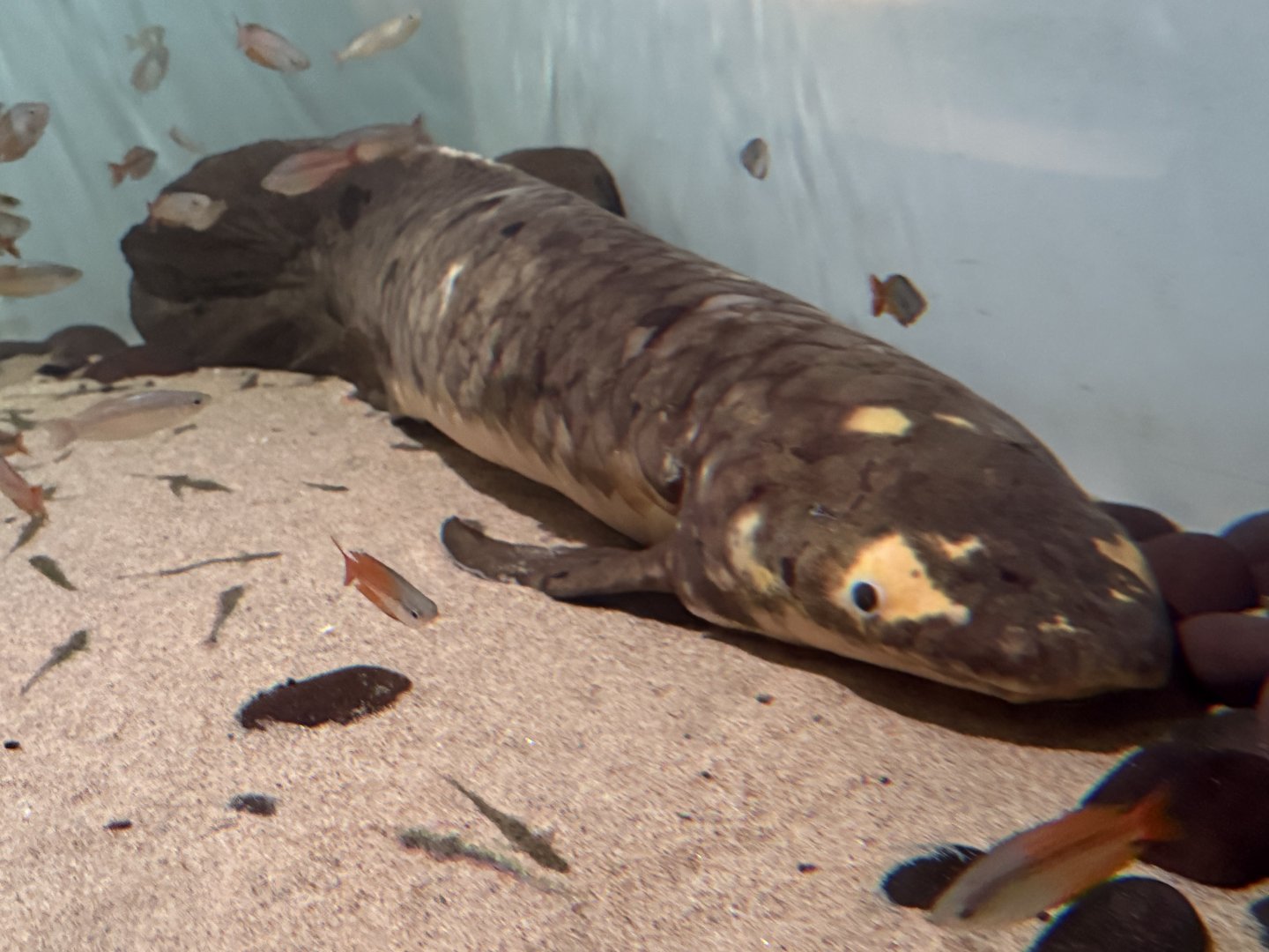 “Methuselah” the Australian lungfish