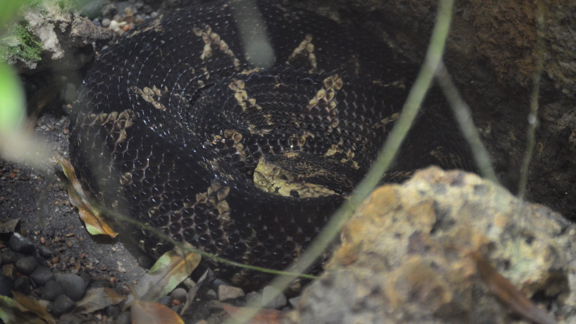 Metlapilcoatlus nummifer