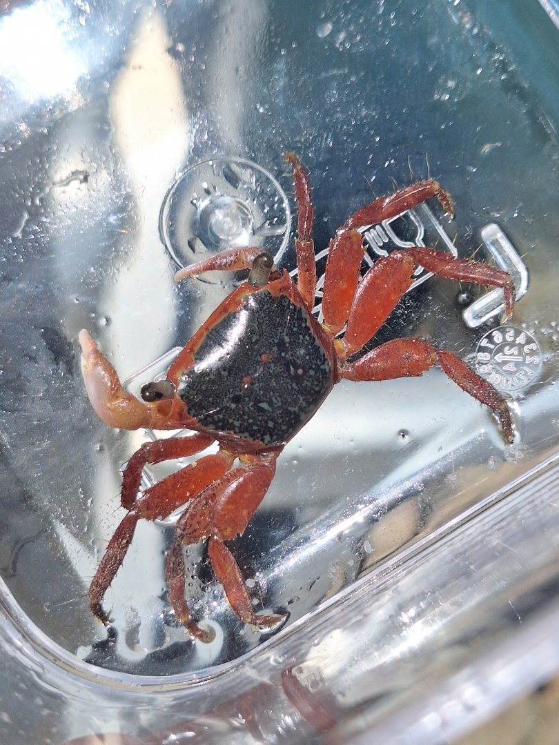 Metopograpsus latifrons