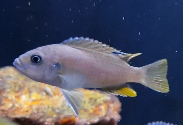 Metriaclima greshakei