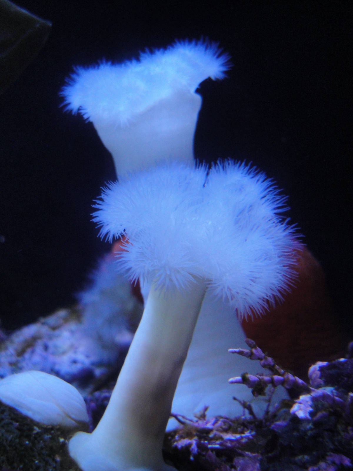 Metridium Anemones