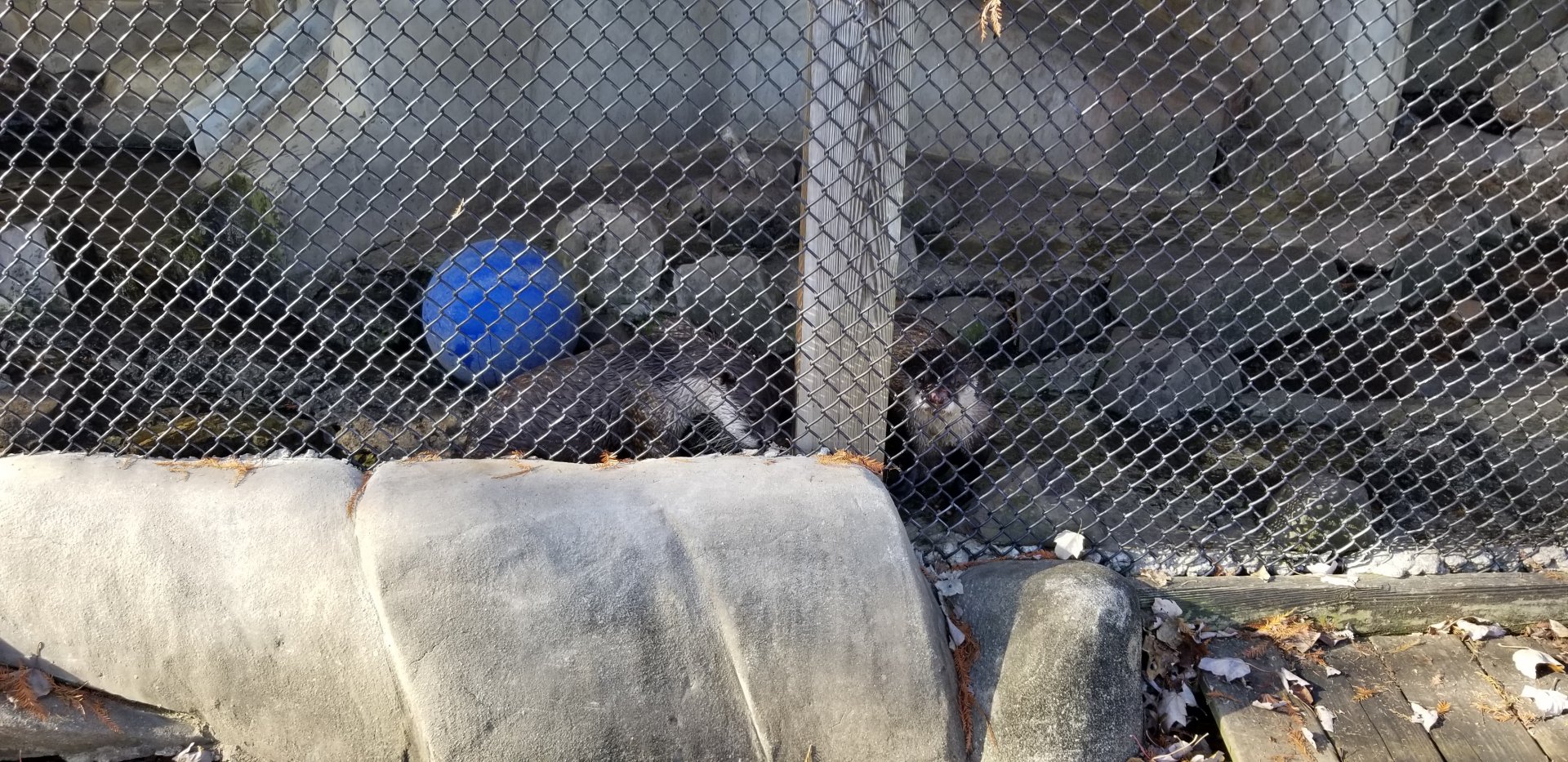 Metro Richmond - African Clawless Otter