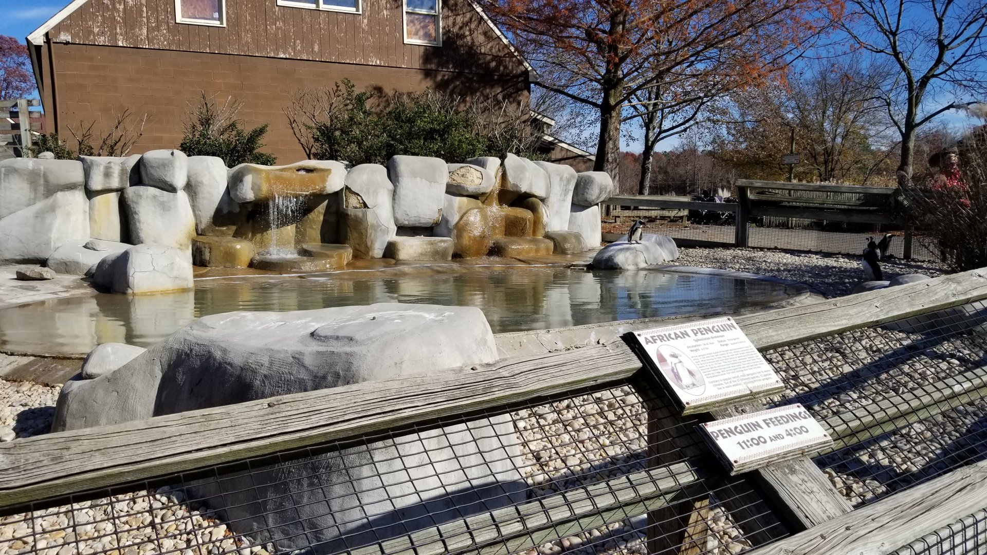 Metro Richmond - African Penguins