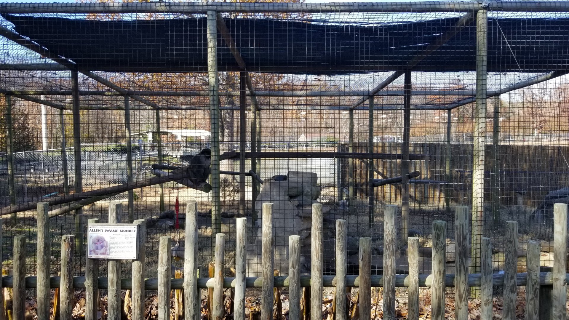 Metro Richmond - Allen's Swamp Monkey