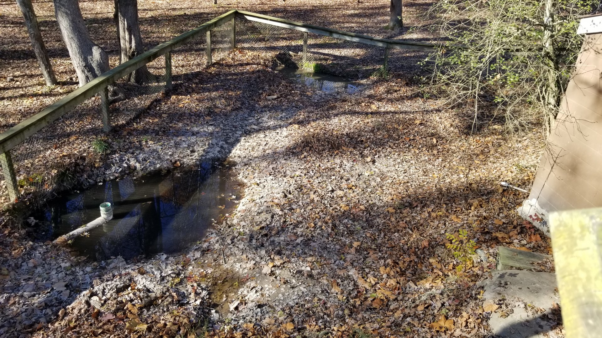 Metro Richmond - American Alligator outdoor yard