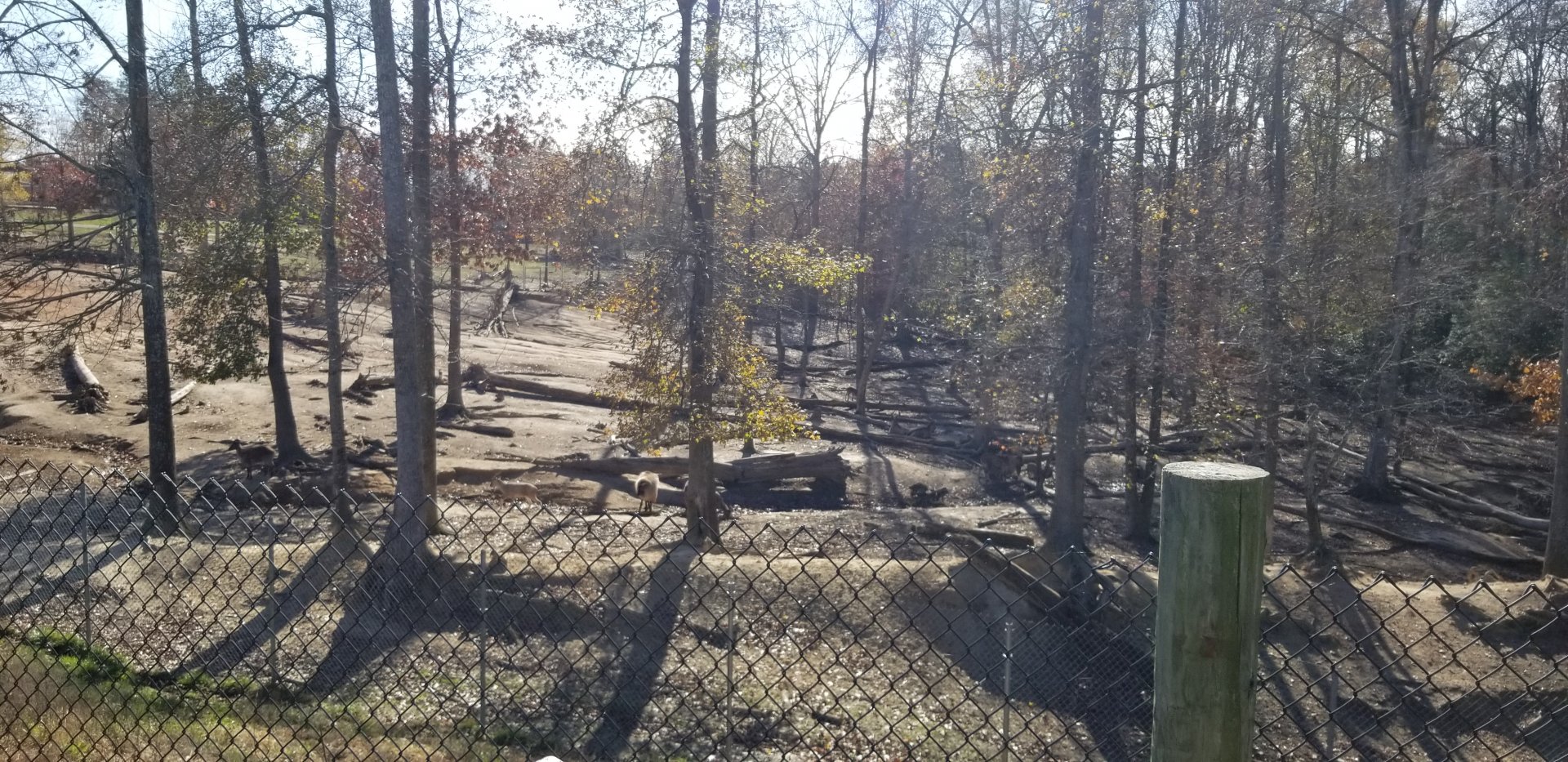 Metro Richmond - another view of Tahr/Markhor/Blackbuck yard