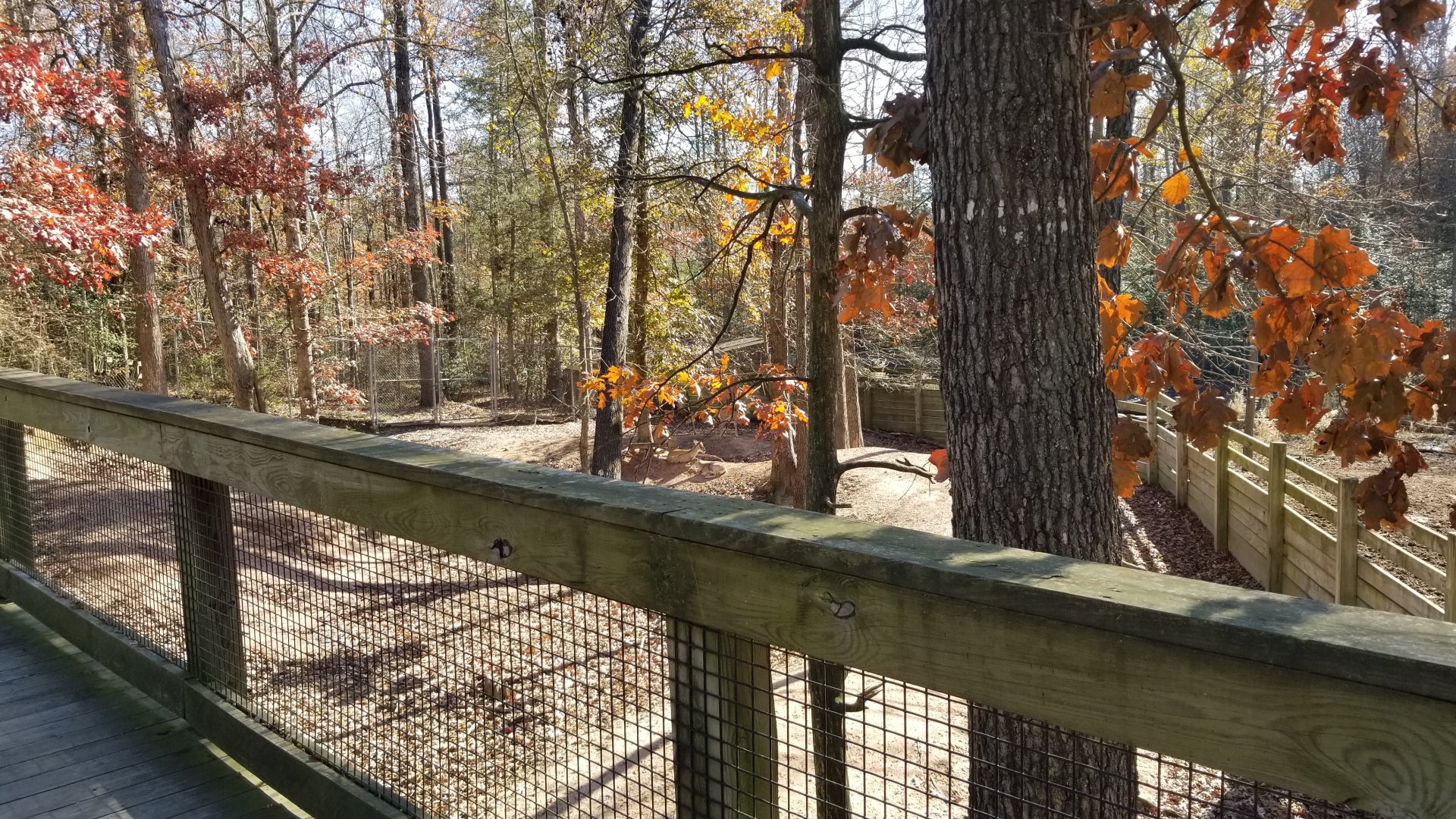 Metro Richmond - Armenian Mouflon