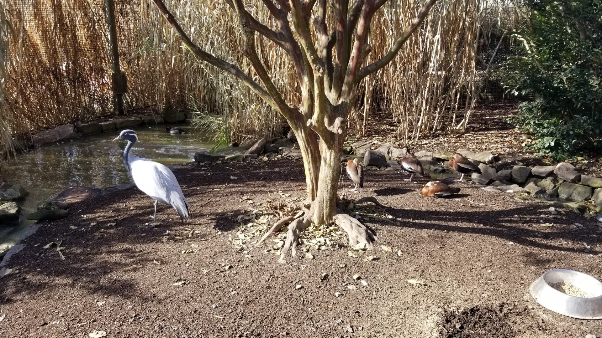 Metro Richmond - Aviary, Stanley Crane and ducks