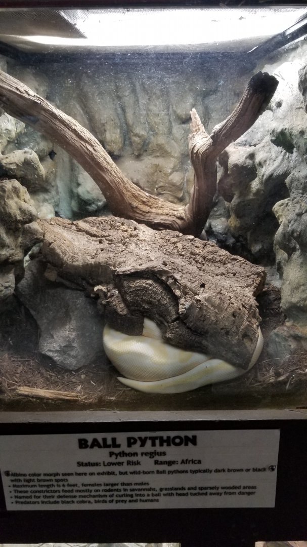 Metro Richmond - Ball Python