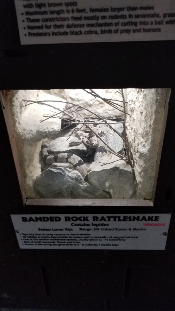 Metro Richmond - Banded Rock Rattlesnake