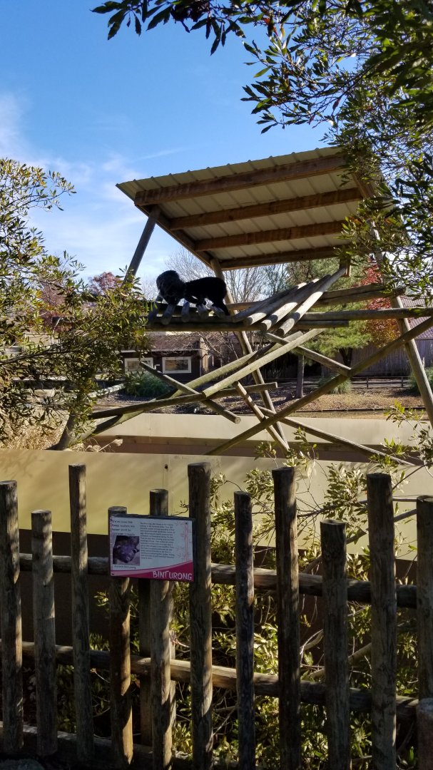 Metro Richmond - Binturongs